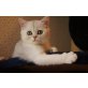 Eisbärchen Harmony, Exotisch Kurzhaar - Katze