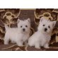 Eisbären, West Highland White Terrier Welpen - Hündin