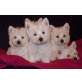 Eisbären, West Highland White Terrier Welpen - Rüde