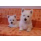 Eisbären, West Highland White Terrier Welpen - Rüde