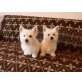 Eisbären, West Highland White Terrier Welpen - Rüde