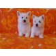 Eisbären, West Highland White Terrier Welpen - Rüde