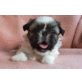Ekima, Shih Tzu Welpen - Hündin