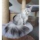 El Presidente, Maine Coon - Kater