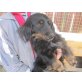 Elain, Spaniel-Mischlingshündin - Hündin