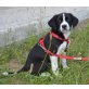 Elaine, Border Collie Mix Welpen - Hündin
