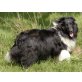 Elaine, Sheltie - Hündin