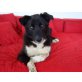 Elara, auf Ps in Schleswig Holstein, Border Collie Mix - Hündin