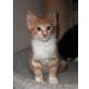 Elci von Kedi Arkadas, Türkische Angorakatze - Kater
