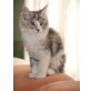 Elektra, Maine Coon - Katze
