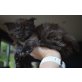 Elena, Maine Coon - Katze