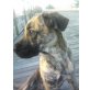 Elena, Mallorca-Mix - Hündin