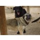 Elena.....einfach weggeworfen, Schäferhund - Hündin