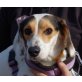 Elenita, Beagle Mix - Hündin