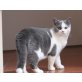 Elfe, Britisch Kurzhaarkatze - Katze