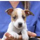 Elfe, Podenco Mix Welpen - Hündin