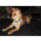 Elfie, Chihuahua-Mix - Hündin