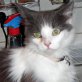 Elfie, Maine Coon - Katze