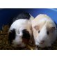 Eli und Lilly, Glatthaar - weiblich