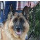 Eliana, Deutscher Schäferhund - Hündin