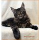 Elias, Maine Coon - Kater