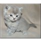 Elias vom Röthelstein, Britisch Kurzhaarkatze - Kater