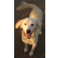 Elias, wunderschöner Rüde, Golden Retriever Mischling - Rüde