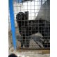 Eliot, Flat Coated Retriever - Rüde