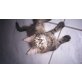 Eliot , Maine Coon - Kater