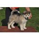Eliot Snow Flake of Engel, Alaskan Malamute Welpen - Rüde