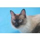 Eliot, der Schmusekater - Kater