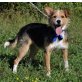 Eliot sehr freundlicher junger Hundemann, Terrier-Mischlingswelpe Welpen - Rüde