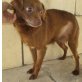 Elisa, Chihuahua Mix - Hündin