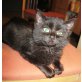 Elisa, Hauskatze  - Katze