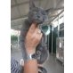 Elisa, Hauskatze - Katze