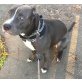 Elisa, Pitbull - Hündin