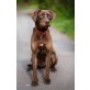 Elisa,jung+aktiv sucht sportliche Familie, Labrador-Mischling - Hündin