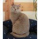 Elisabeth, Britisch Kurzhaarkatze - Katze