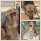 Elisabeth, Schäferhund-Mix - Hündin