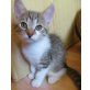Elise - Katze