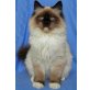 Elisej, Neva Masquarade - Kater