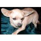 Elisha, Chihuahua kurzhaariger Schlag - Hündin