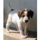 Eliza, Labrador-Mischling Welpen - Hündin