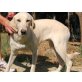 Eliza, kastrierte Hündin, Labrador Mix - Hündin