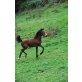 Ella, Barockpinto / Haflinger - Stute