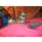 Ella, Chihuahua langhaariger Schlag Welpen - Hündin