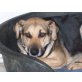 Ella, Schäferhund - Hündin