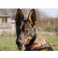 Ella, Schäferhund Mischling - Hündin