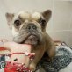 Ella sucht liebevolle Menschen, Französische Bulldogge - Hündin