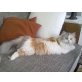 Ella von den lieben Seelchen, Britisch Langhaar - Katze